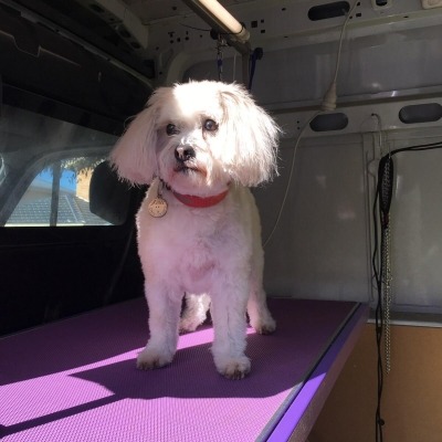 Clean dog in a van