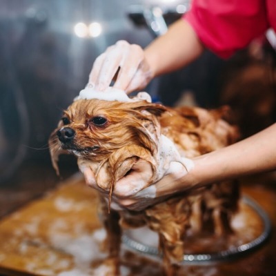 Small dog getting shampooed